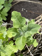 Lyrocarpa coulteri