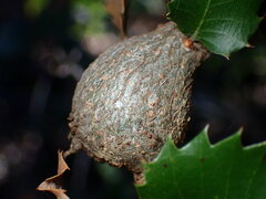 Protobalandricus spectabilis