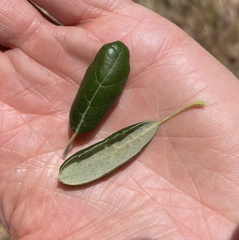Quercus agrifolia oxyadenia