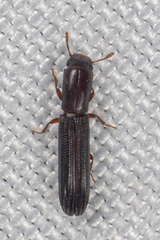 Colydium lineola