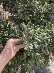 Quercus agrifolia oxyadenia