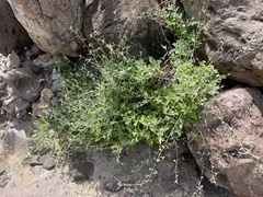 Lyrocarpa coulteri