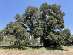 Quercus agrifolia oxyadenia