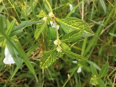 Alternanthera philoxeroides