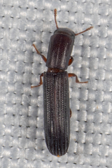 Colydium lineola