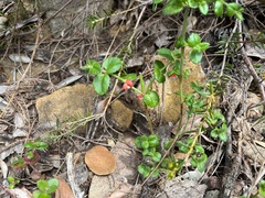 Gonocarpus teucrioides