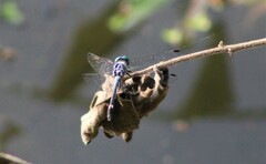 Micrathyria aequalis