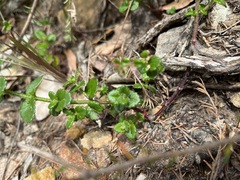 Gonocarpus teucrioides