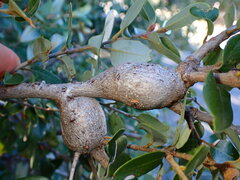 Protobalandricus spectabilis