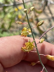 Hoffmannseggia intricata