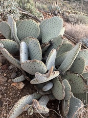 Opuntia basilaris basilaris