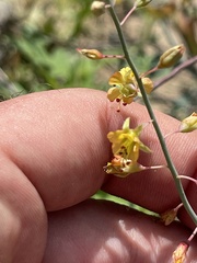 Hoffmannseggia intricata