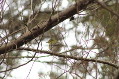 Vireo flavifrons