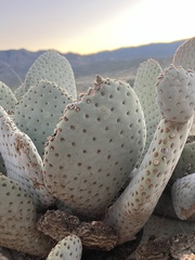 Opuntia basilaris basilaris