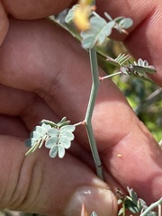 Hoffmannseggia intricata