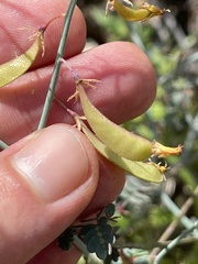 Hoffmannseggia intricata