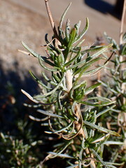 Ericameria linearifolia
