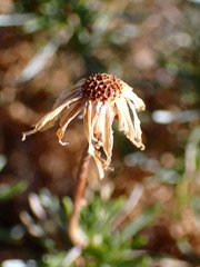 Ericameria linearifolia