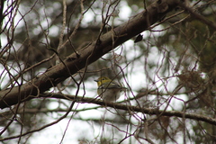 Vireo flavifrons