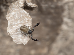 Pseudoscorpiones