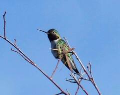 Selasphorus platycercus