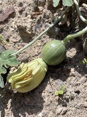 Cucurbita cordata