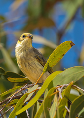 Ptilotula flavescens