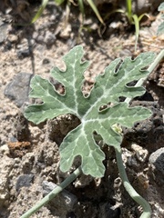 Cucurbita cordata