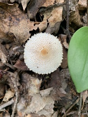 Lepiota