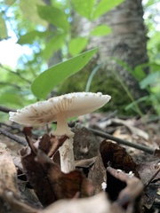 Lepiota