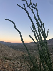 Fouquieria splendens splendens