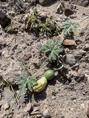 Cucurbita cordata