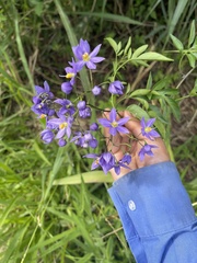 Solanum seaforthianum