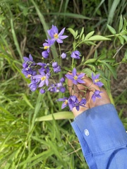 Solanum seaforthianum