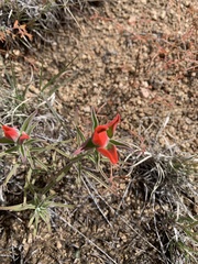 Castilleja integra