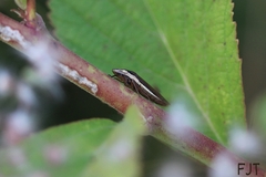 Cicadellidae