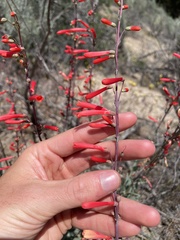 Penstemon centranthifolius