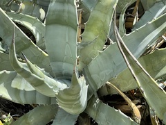 Agave cerulata subcerulata