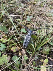 Batocera lineolata