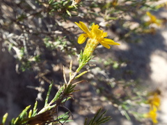 Thymophylla acerosa