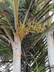 Dypsis lutescens