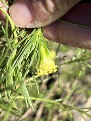Peucephyllum schottii