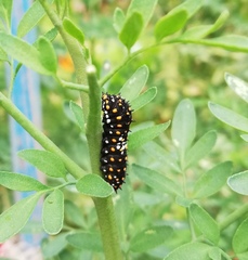 Papilio polyxenes