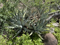 Agave cerulata subcerulata