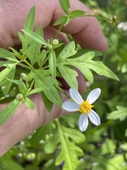 Coreocarpus parthenioides