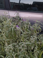 Solanum elaeagnifolium