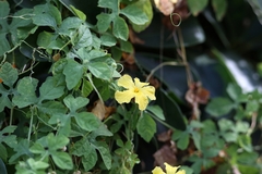 Momordica charantia