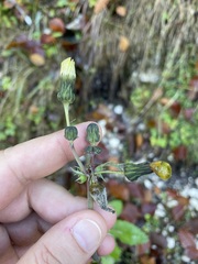 Sonchus asper