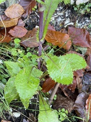Sonchus asper
