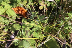 Carex crawfordii